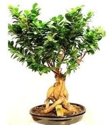 Bonsai Japon a�ac� saks� bitkisi Ankara Next Level AVM �i�ek sipari�i sitesi