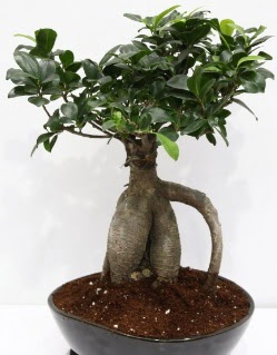Japon a�ac� bonsai saks� bitkisi Ankara Antares Al��veri� merkezi AVM �i�ek yolla