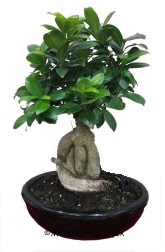 Japon a�ac� bonsai saks� bitkisi Ankara Karum i� ve al��veri� merkezi AVM ucuz �i�ek g�nder