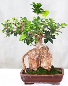 Japon a�ac� bonsai saks� bitkisi Ankara Karum i� ve al��veri� merkezi AVM ucuz �i�ek g�nder