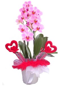2 dall� mor orkide 2 kalp �ubuk Ankara Forum Outlet AVM �i�ek�i �i�ek sipari�i
