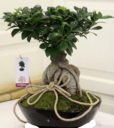 Japon a�ac� bonsai sat��� Ankara Eryaman G�ksu AVM �i�ek servisi , �i�ek�i adresleri