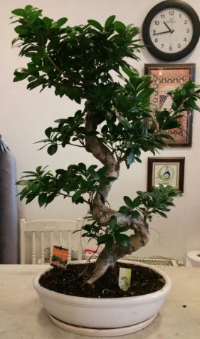 100 cm y�ksekli�inde dev bonsai japon a�ac� Ankara Nata Vega AVM �i�ek�iler