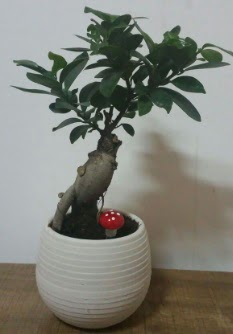 Bonsai japon a�ac� saks� �i�e�i Ankara FTZ Al��veri� merkezi AVM �i�ek�iler �i�ek g�nder