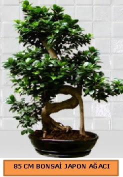 85 CM Japon a�ac� Bonsai saks� bitkisi Ankara Karum i� ve al��veri� merkezi AVM ucuz �i�ek g�nder