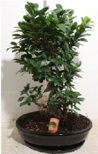75 CM Ginseng bonsai Japon a�ac� Ankara Forum Outlet AVM �i�ek�i �i�ek sipari�i