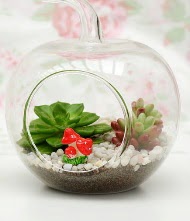 K���k elma terrarium 3 kakt�s Ankara Gordion Al��veri� Merkezi AVM online �i�ek g�nderme sipari�