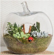 Elma terrarium orta boy 4 kakt�s Ankara Next Level AVM �i�ek sipari�i sitesi