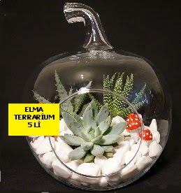 5 kakt�sl� Elma terrarium orta boy Ankara Gordion Al��veri� Merkezi AVM online �i�ek g�nderme sipari�
