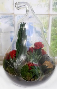 5 adet kakt�s orta boy armut terrarium Ankara Next Level AVM �i�ek sipari�i sitesi