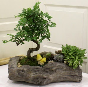 A�a� k�t�k i�erisinde Bonsai ve Kakt�s Ankara ATG Ankara Tren Gar� AVM �i�ek sat���