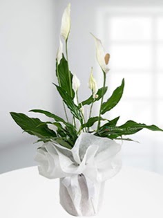 Spathiphyllum �i�e�i Bar�� �i�e�i Ankara Akvaryum AVM �i�ek yolla 