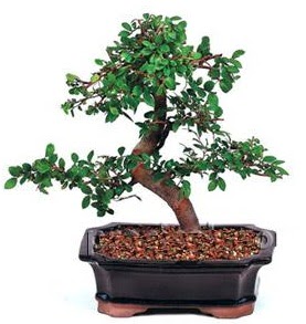 �thal bonsai japon a�ac� Ankara Next Level AVM �i�ek sipari�i sitesi