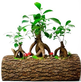 Do�al k�t�k i�inde 3 Bonsai Japon a�ac� Ankara ATG Ankara Tren Gar� AVM �i�ek sat���
