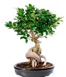 Bonsai japon a�ac� seramik i�inde Ankara Cepa Al��veri� Merkezi AVM �i�ek�iler