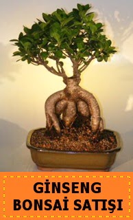 Ginseng bonsai sat��� japon a�ac� Ankara Podium AVM  cicek , cicekci 
