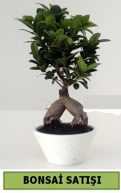 Bonsai japon a�ac� sat��� Ankara Eryaman G�ksu AVM �i�ek servisi , �i�ek�i adresleri