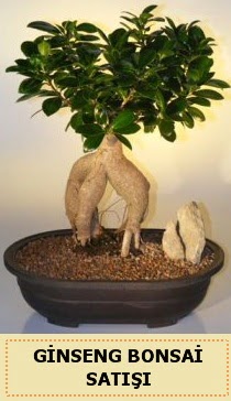 �thal Ginseng bonsai sat��� japon a�ac� Ankara Next Level AVM �i�ek sipari�i sitesi