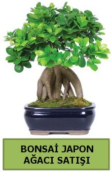 Bonsai japon a�ac� sat��� Ankara Taurus AVM �i�ek�iler �i�ek sat���