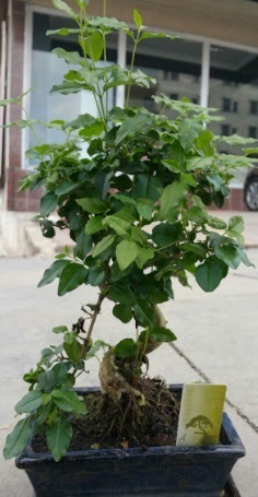 Bonsai japon a�ac� saks� bitkisi Ankara Arcadium Al��veri� Merkezi AVM �i�ek sipari�i