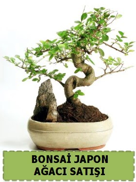 Bonsai japon  a�ac� sat��� Minyat�r �thal Ankara Kentpark Al��veri� Merkezi AVM �i�ek�iler