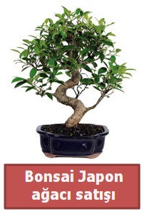 Japon a�ac� bonsai sat��� Ankara Next Level AVM �i�ek sipari�i sitesi
