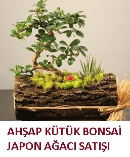 Ah�ap k�t�k i�erisinde bonsai ve 3 kakt�s Ankara Panora AVM �i�ek�i ma�azas�