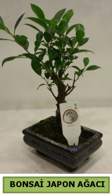 Bonsai japon a�ac� saks� bitkisi Ankara Eryaman G�ksu AVM �i�ek servisi , �i�ek�i adresleri