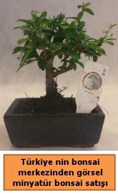 Japon a�ac� bonsai sat��� ithal g�rsel Ankara Antares Al��veri� merkezi AVM �i�ek yolla