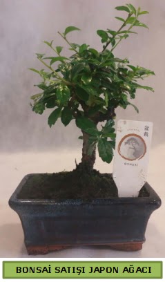 Minyat�r bonsai a�ac� sat��� Panora AVM Ankara �i�ek g�nderme