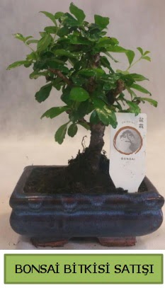 Bonsai ithal g�rsel minyat�r japon a�ac� Ankara Karum i� ve al��veri� merkezi AVM ucuz �i�ek g�nder