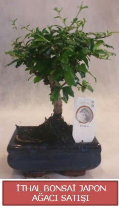 �thal k���k boy minyat�r bonsai a�a� bitkisi Ankara Ankamall AVM �i�ek�i telefonlar�