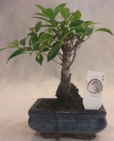 Bonsai a�ac� japon a�a� bitkisi Ankara Antares Al��veri� merkezi AVM �i�ek yolla
