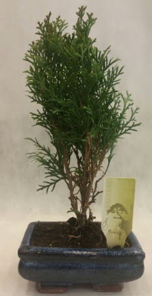 SINIRLI SAYIDA �R�N Selvi Bonsai Ankara Nata Vega AVM �i�ek�iler