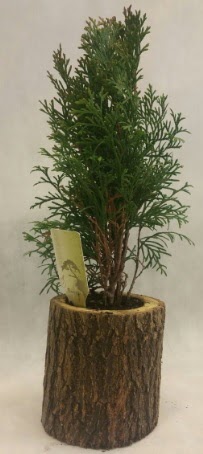 SINIRLI STOK Selvi Bonsai Do�al k�t�kte Ankara Nata Vega AVM �i�ek�iler