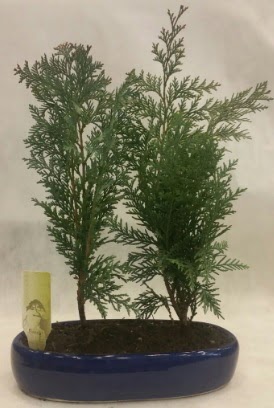 SINIRLI SAYIDA Selvi A�ac� bonsai ikili Ankara Ankamall AVM �i�ek�i telefonlar�