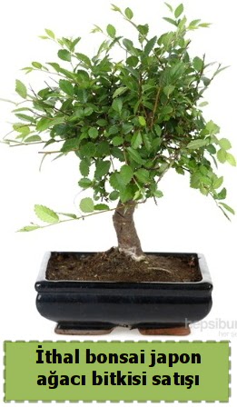 �thal bonsai saks� �i�e�i Japon a�ac� sat��� Ankara Nata Vega AVM �i�ek�iler