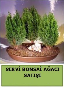 BONSA� 3 L� SERV� BONSA� A�ACI Ankara Ankamall AVM �i�ek�i telefonlar�