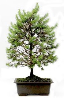 *** STOKTA YOK - �am a�ac� bonsai bitkisi sat��� Ankara Acity Premium Outlet AVM cicekciler , cicek siparisi