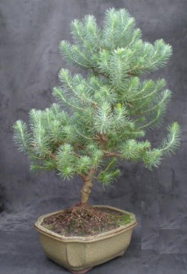 Bonsai �am a�ac� japon a�ac� bitkisi Ankara FTZ Al��veri� merkezi AVM �i�ek�iler �i�ek g�nder