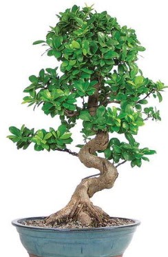 Yakla��k 70 cm y�ksekli�inde ithal bonsai Ankara Ankamall AVM �i�ek�i telefonlar�