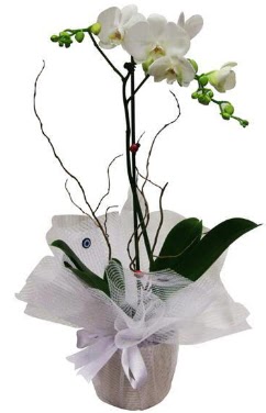 Tek dall beyaz orkide Ankara Podium AVM  cicek , cicekci  