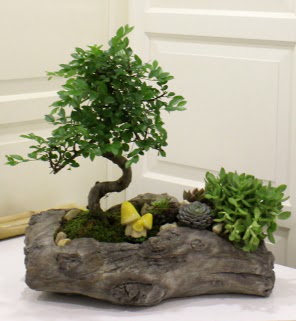 A�a� k�t�k i�erisinde bonsai ve sukulent Ankara FTZ Al��veri� merkezi AVM �i�ek�iler �i�ek g�nder