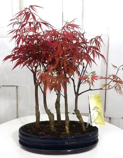 5 adet japon ak�aa�a� bonsai �i�e�i Ankara Taurus AVM �i�ek�iler �i�ek sat���
