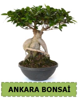 Bonsai sat��� Ankara Taurus AVM �i�ek�iler �i�ek sat���