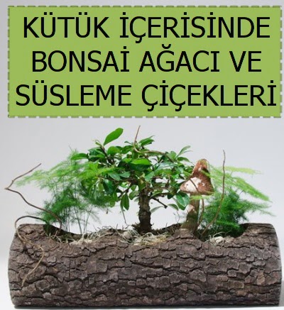K�t�k i�erisinde bonsai japon a�a� bitkisi Ankara Taurus AVM �i�ek�iler �i�ek sat���