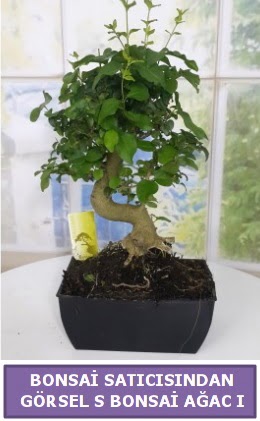 S dal e�rili�i bonsai japon a�ac� Ankara Taurus AVM �i�ek�iler �i�ek sat���