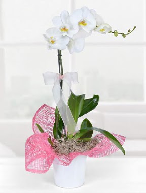 Tek dall beyaz orkide seramik saksda Panora AVM Ankara iek gnderme 