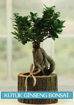 K�t�k a�a� i�erisinde ginseng bonsai Ankara FTZ Al��veri� merkezi AVM �i�ek�iler �i�ek g�nder