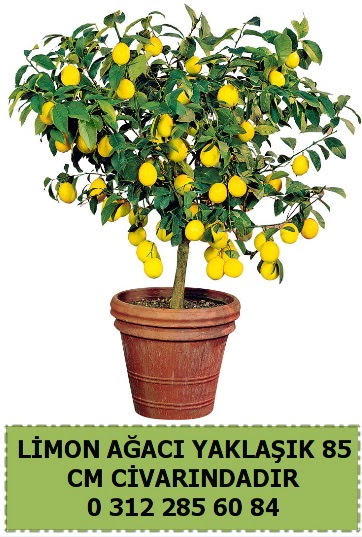 Limon a�ac� bitkisi Ankara Taurus AVM �i�ek�iler �i�ek sat���